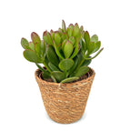 Crassula ovata (plante de jade) avec panier – Ø12 cm, 16 cm de haut