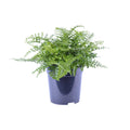 Asplenium Parvati (Vogelnestfarn) – Ø 21 cm, 40 cm hoch