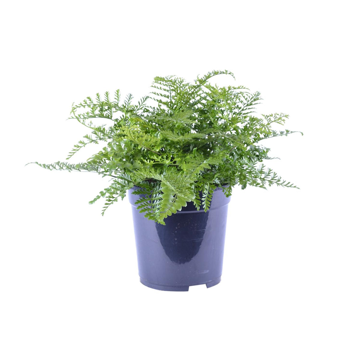 Asplenium Parvati (Vogelnestfarn) – Ø 21 cm, 40 cm hoch