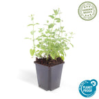 Nepeta 'Six Hills Giant' (catmint) – 12 plants, Ø9 cm, 10–25 cm high