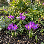 Krokus 'Ruby Giant' – 50 blomsterløg (løgstørrelse 5/+)