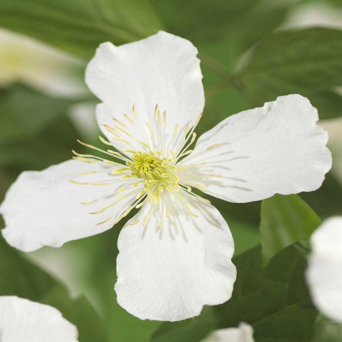 Clematis montana grandiflora (Berg-Waldrebe) – weiß – 2 Pflanzen, Ø 11 cm, 40 cm hoch