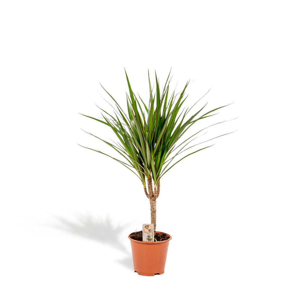 Dracaena marginata (dragetræ) – Ø14 cm, 60 cm høj