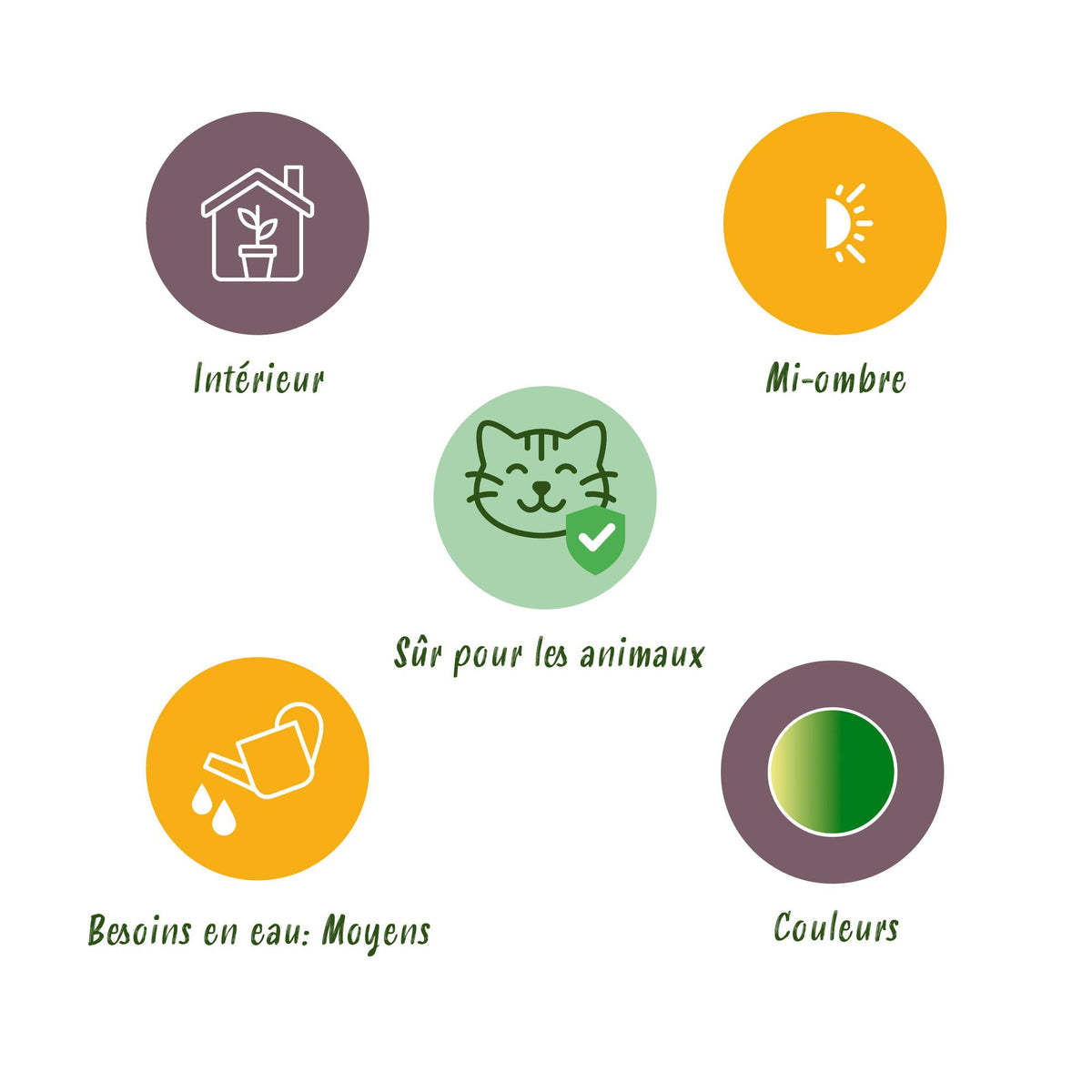 Pteris cretica Albolineata (fougère-ptéris) en pot de décoration Potter blanc – Ø12 cm, 20 cm de haut