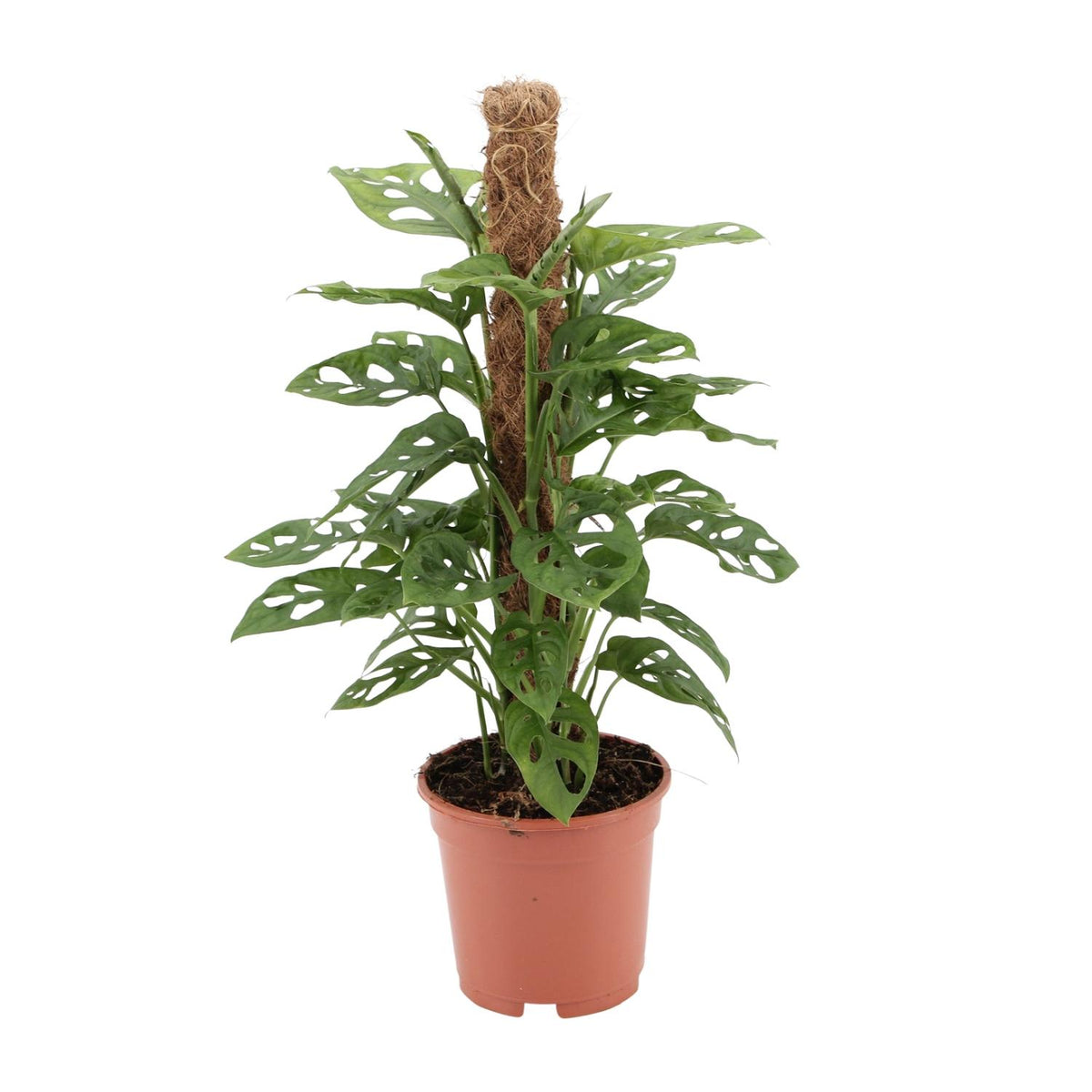Monstera monkey (Fensterblatt) – Ø17 cm, 60 cm hoch