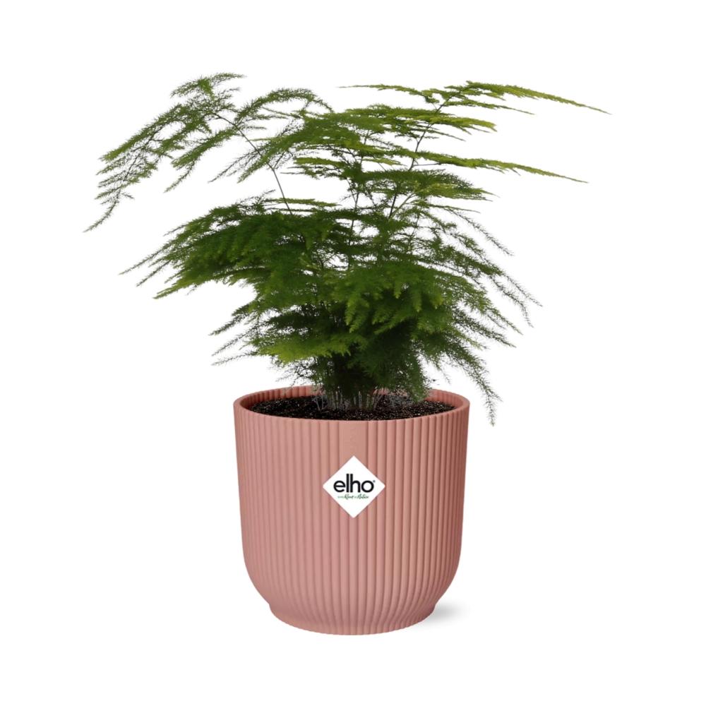 Asparagus Setaceus ‘Plumosus’ in ELHO Vibes Fold 14cm roze (asparagusvaren) – 35 cm hoog – foto 2