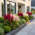 Astilbe 'Tricolour' (astilbe) – violet-rose-blanc – 12 plants, Ø11 cm, 15–25 cm de haut