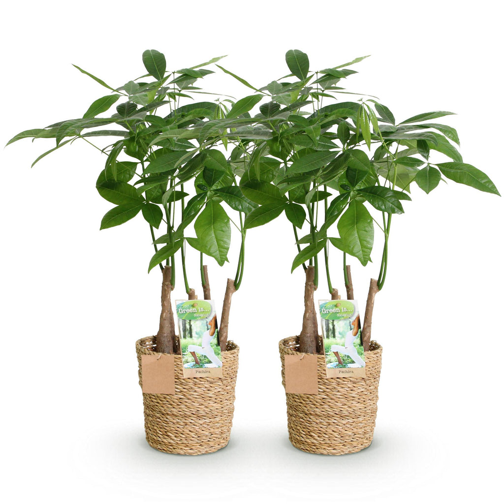 2× Pachira aquatica multi stam (geldboom) met mand – Ø17 cm, 50–55 cm hoog
