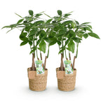 2× Pachira aquatica multi stam (geldboom) met mand – Ø17 cm, 50–55 cm hoog