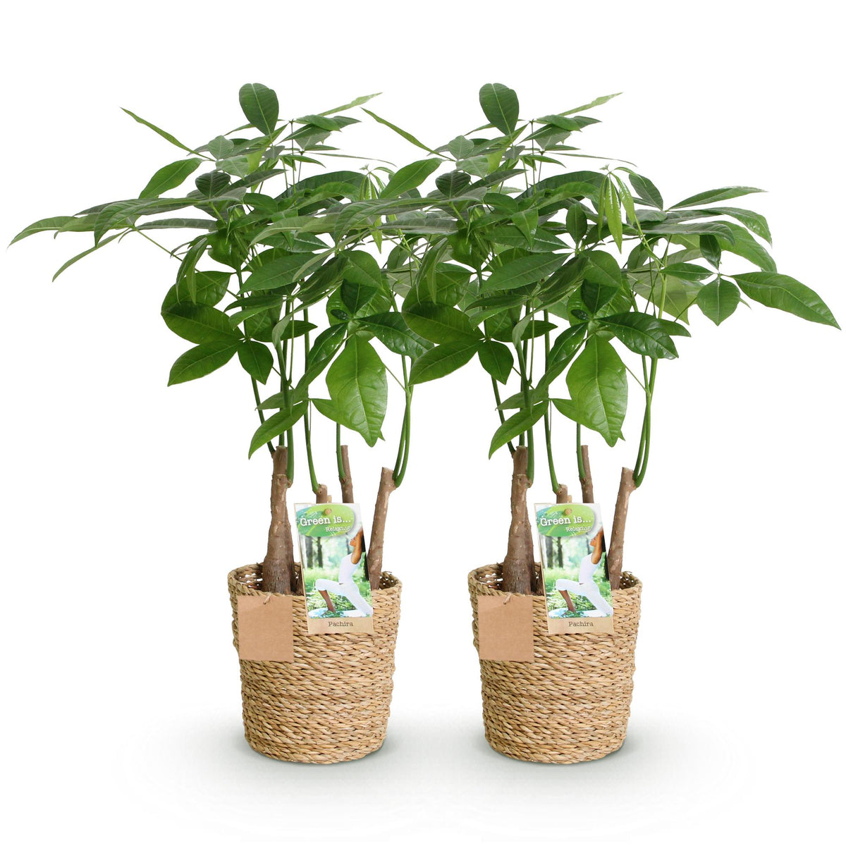 2× Pachira aquatica multi stam (geldboom) met mand – Ø17 cm, 50–55 cm hoog