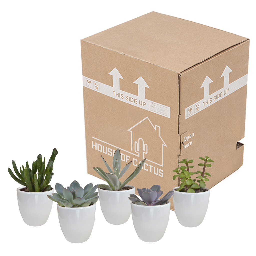 Vetplanten in witte pot – Ø6 cm, 13 cm hoog