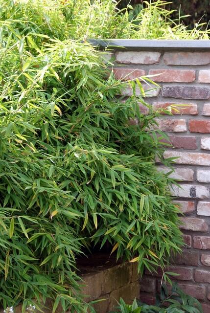 Fargesia rufa (bambus) – 6 planter, Ø13 cm, 25 cm høj – billede 4
