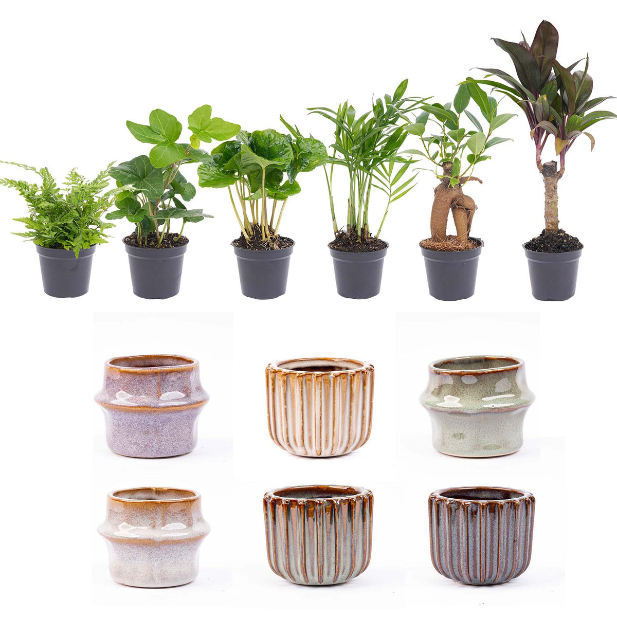 Mini-Pflanzenset im Topf Set Barcelona – Ø7 cm