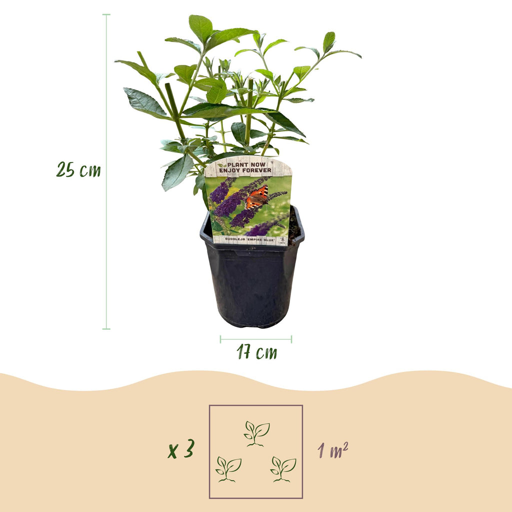 Buddleja davidii 'Empire Blue' (vlinderstruik) – blauw – Ø17 cm, 45 cm hoog