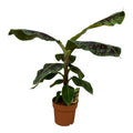 Musa (Bananenpflanze) – Ø 19 cm, 70 cm hoch
