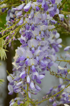 Wisteria sinensis 'Caroline' (Chinese wisteria) – 2 plants, Ø15 cm, 65 cm high