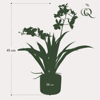 Orkidé (Phalaenopsis) – Ø14 cm, 45 cm hög