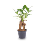 Bonsaï Ficus Ginseng – Ø6 cm – microcarpa cm