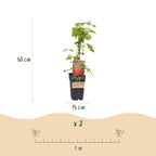 Rubus idaeus 'Malling Promise' (Himbeerpflanze) – 2 Pflanzen, Ø15 cm, 50 cm hoch