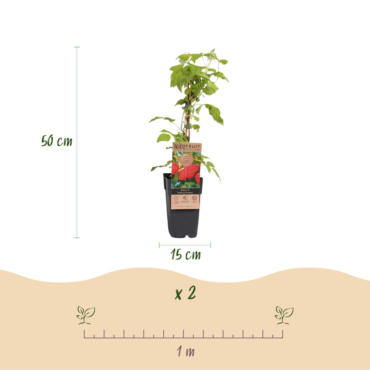 Rubus idaeus 'Malling Promise' (frambozenplant) – 2 planten, Ø15 cm, 50 cm hoog – foto 3