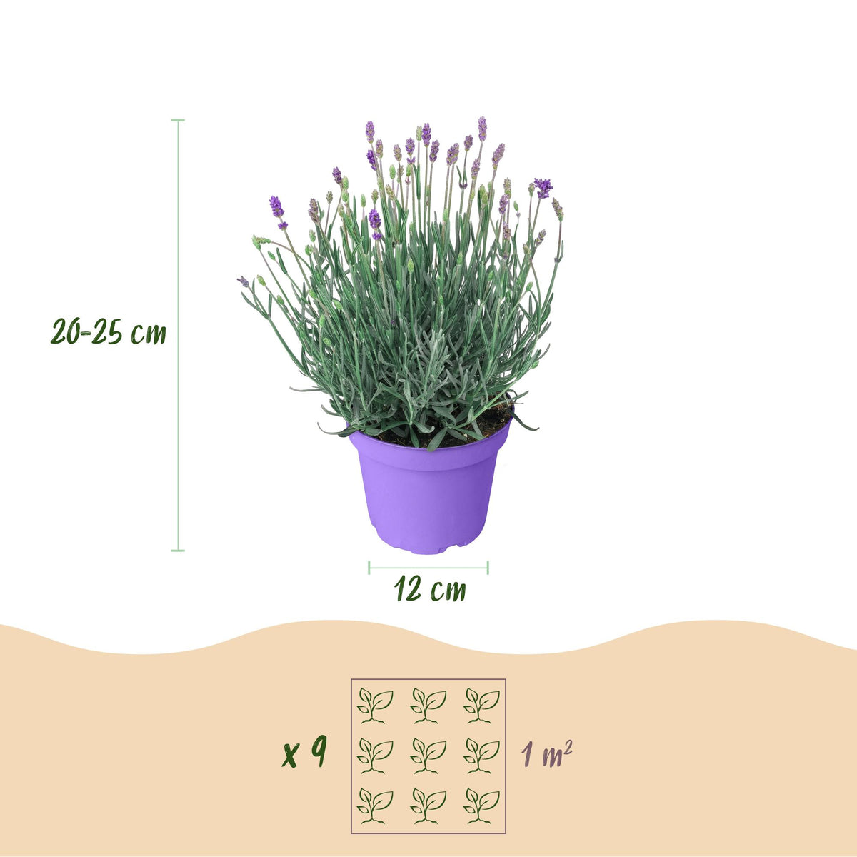 Lavandula angustifolia 'Munstead' (lavendel) – paars – 3 planten, Ø12 cm, 15–25 cm hoog