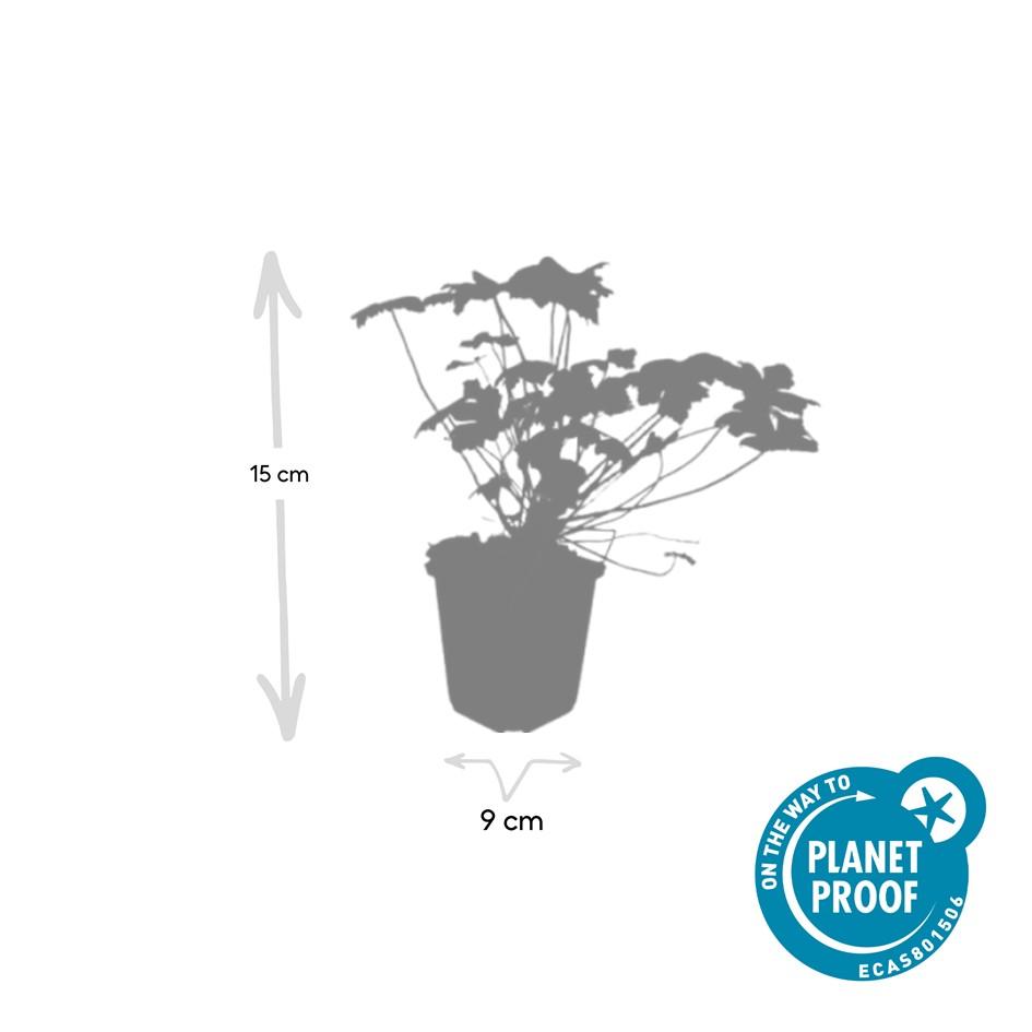 Geranium macrorrhizum 'Czakor' (cranesbill) – 48 plants, Ø9 cm, 10–25 cm high – photo 3