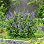 Buddleja davidii 'Butterfly Candy Little' (vlinderstruik) – lila – Ø12 cm, 20–25 cm hoog