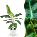 Musa acuminata Dwarf Cavendish (bananier) en pot décoratif Potter blanc – Ø 21 cm, 70–75 cm de haut