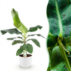 Musa acuminata Dwarf Cavendish (bananier) en pot décoratif Potter blanc – Ø 21 cm, 70–75 cm de haut