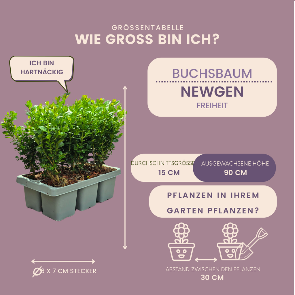 Buxus 'NewGen Freedom' – 72 Pflanzen, Ø 7 cm, 15 cm hoch