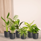 Verrassingsbox kamerplantjes – Ø12 cm, 25 cm hoog – art. 3862