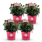 Rhododendron 'Bloombux Magenta' (Rhododendron) – 4 Pflanzen, Ø 17 cm, 30–40 cm hoch