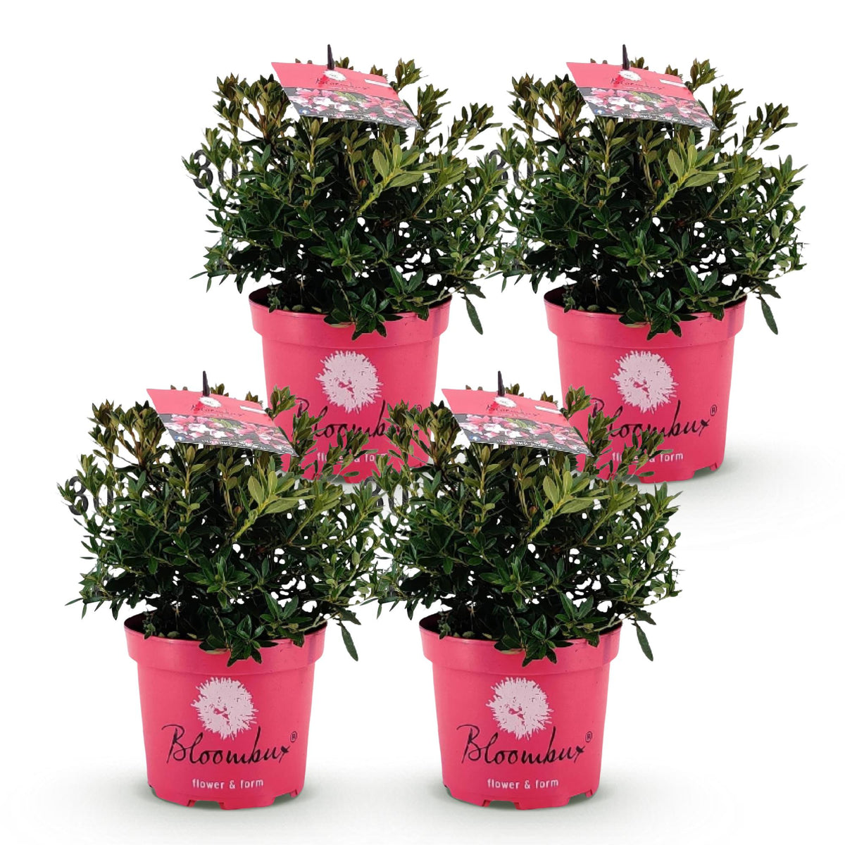 Rhododendron 'Bloombux Magenta' (Rhododendron) – 4 Pflanzen, Ø 17 cm, 30–40 cm hoch – Bild 2