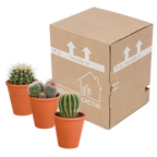 3× Bolcactus mix (Cactaceae) in terracotta pot – Ø9 cm, 16 cm hoog