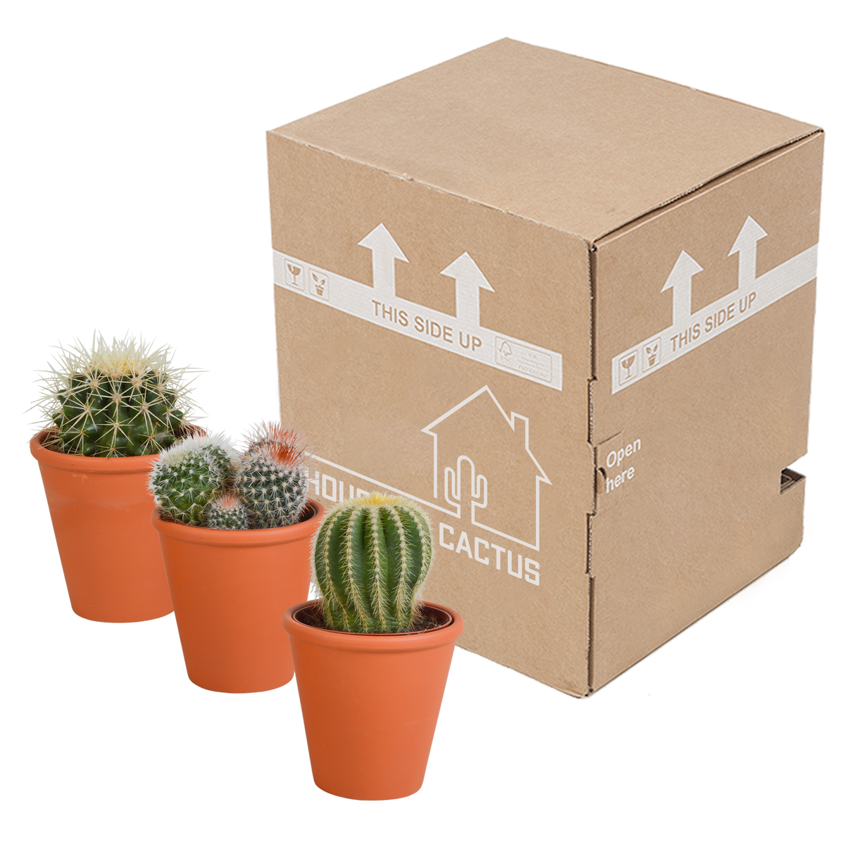 3× Bolcactus mix (Cactaceae) in terracotta pot – Ø9 cm, 16 cm hoog