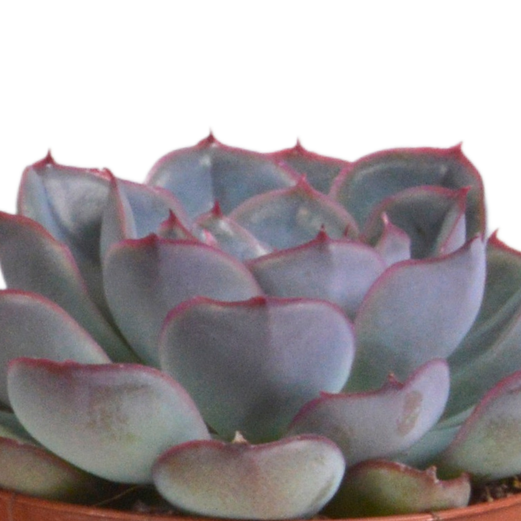 Echeveria-Mix im Terrakottatopf – Ø 9 cm, 15 cm hoch