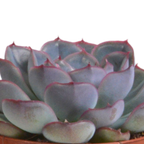 Echeveria-Mix im Terrakottatopf – Ø 9 cm, 15 cm hoch