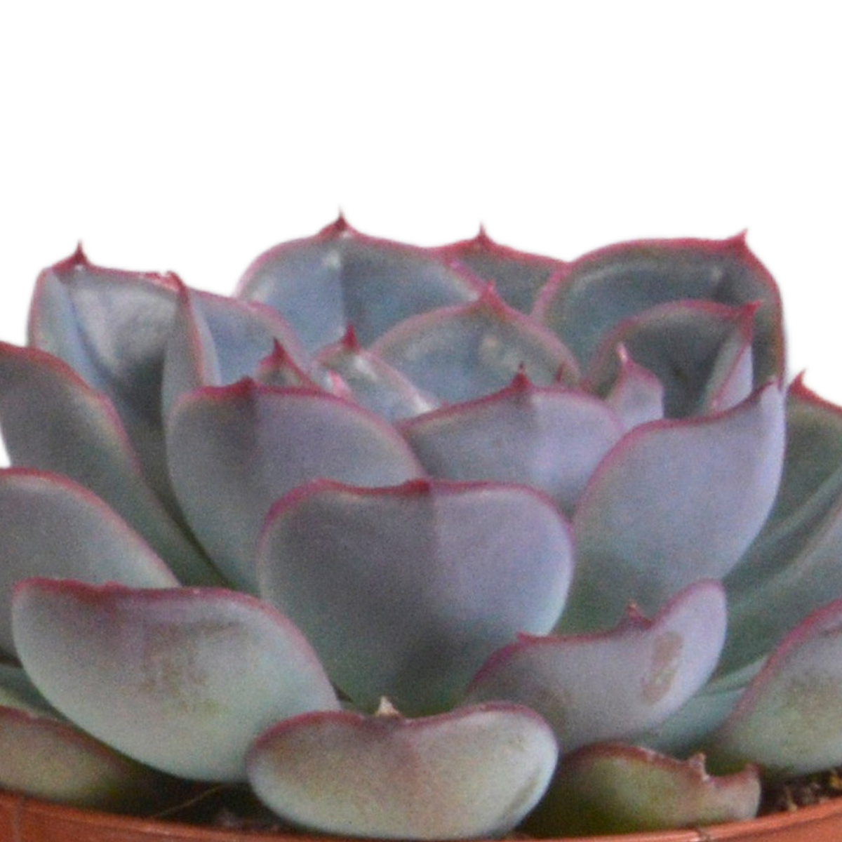 Echeveria-Mix im Terrakottatopf – Ø 9 cm, 15 cm hoch