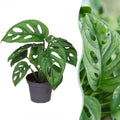 Monstera Obliqua (Swiss cheese plant) – Ø6 cm, 12 cm high