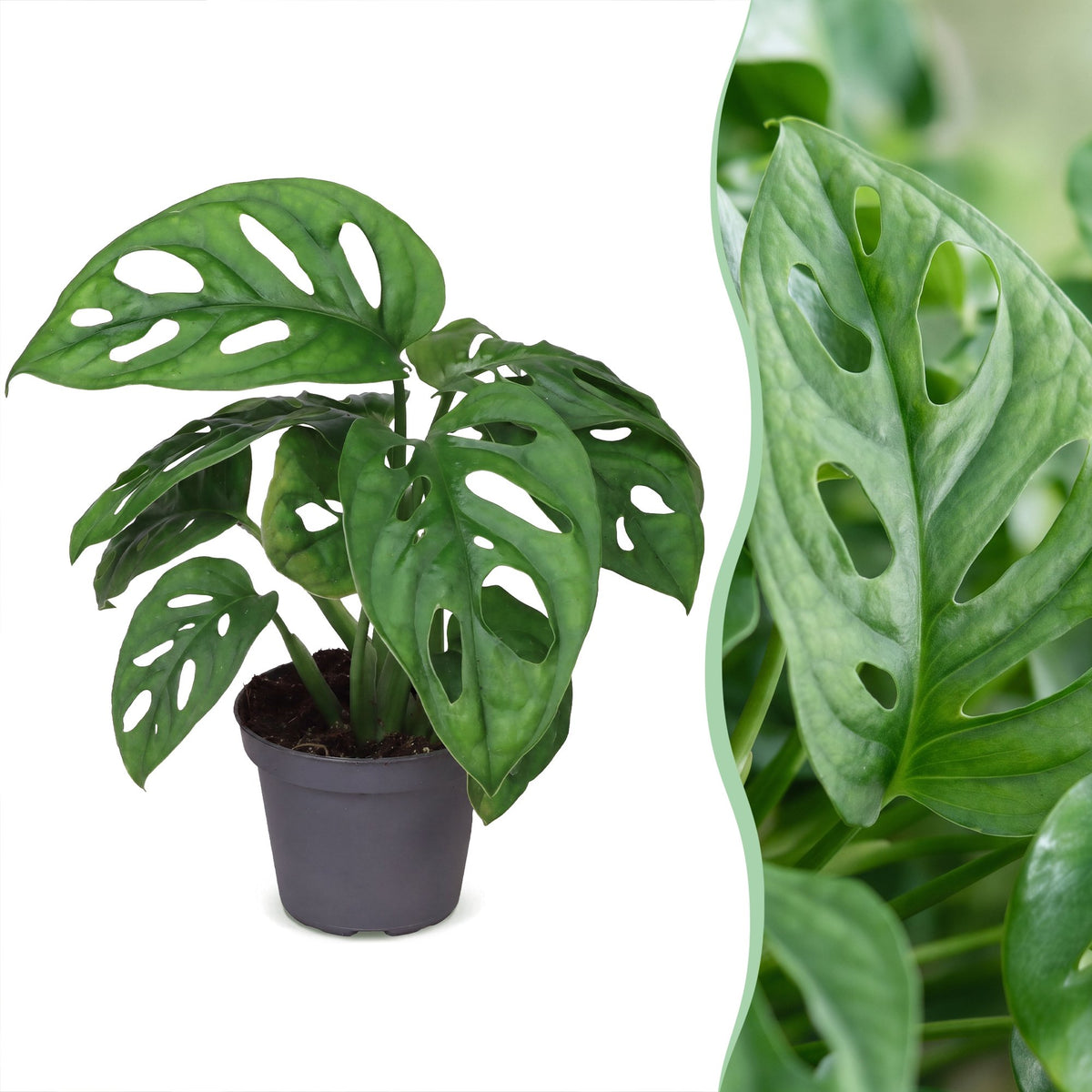 Monstera Obliqua (Swiss cheese plant) – Ø6 cm, 12 cm high