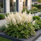 Astilbe 'Deutschland' (fjergræs) – hvid – 12 planter, Ø11 cm, 15–25 cm høj
