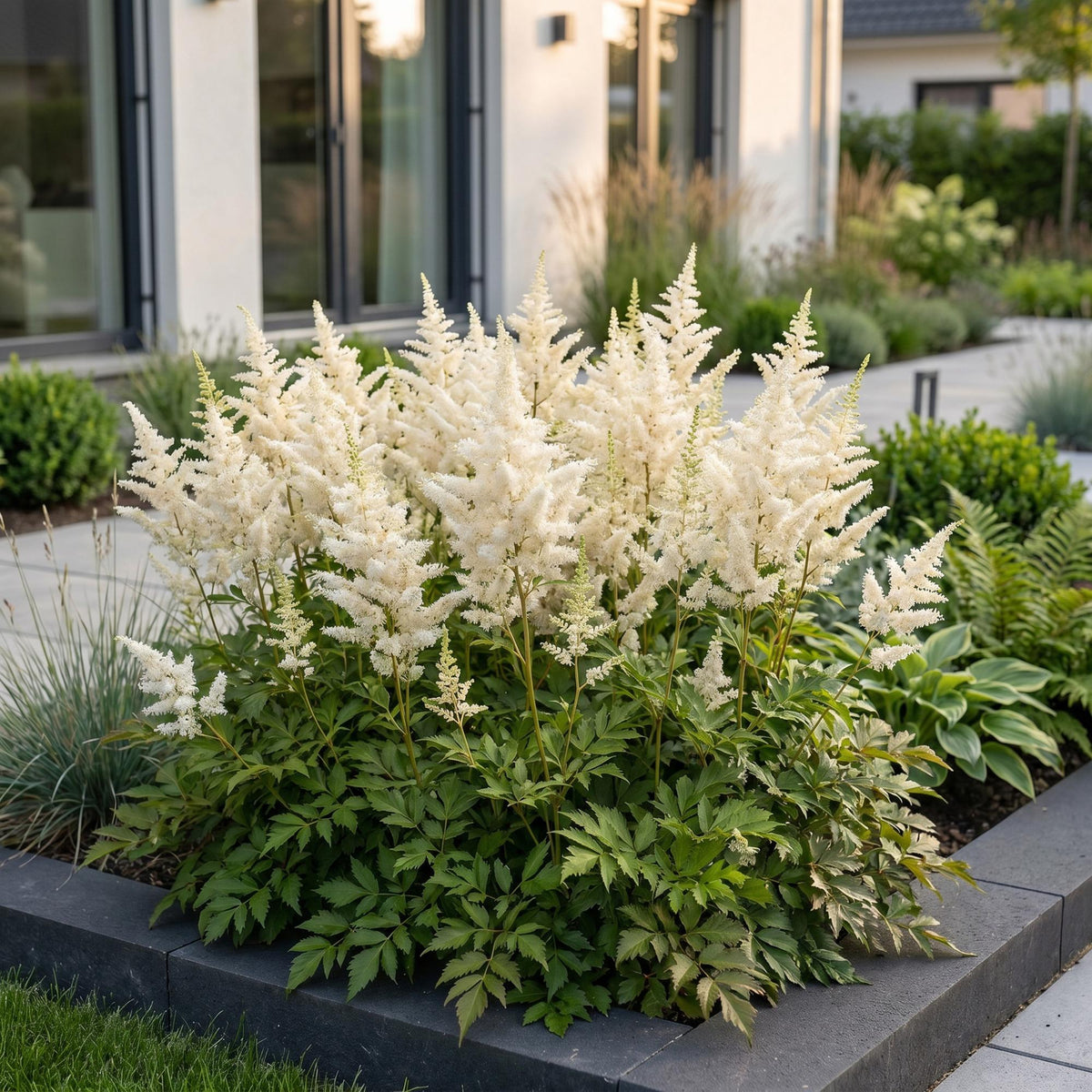Astilbe 'Deutschland' (fjergræs) – hvid – 12 planter, Ø11 cm, 15–25 cm høj – billede 6