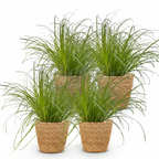 4× Cyperus alternifolius Zumula (jonc cyperus) avec panier – Ø12 cm, 20 cm de haut