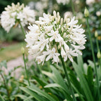 Agapanthus africanus 'Albus' (agapanthe africaine) – blanc – 3 plantes, Ø11 cm, 15–25 cm de haut