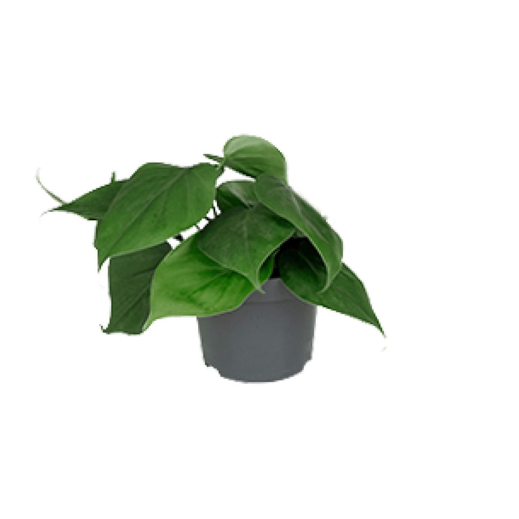 Philodendron scandens – Ø12 cm, 15 cm hoog