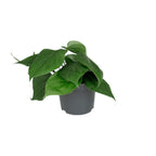 Philodendron scandens – Ø12 cm, 15 cm hoog