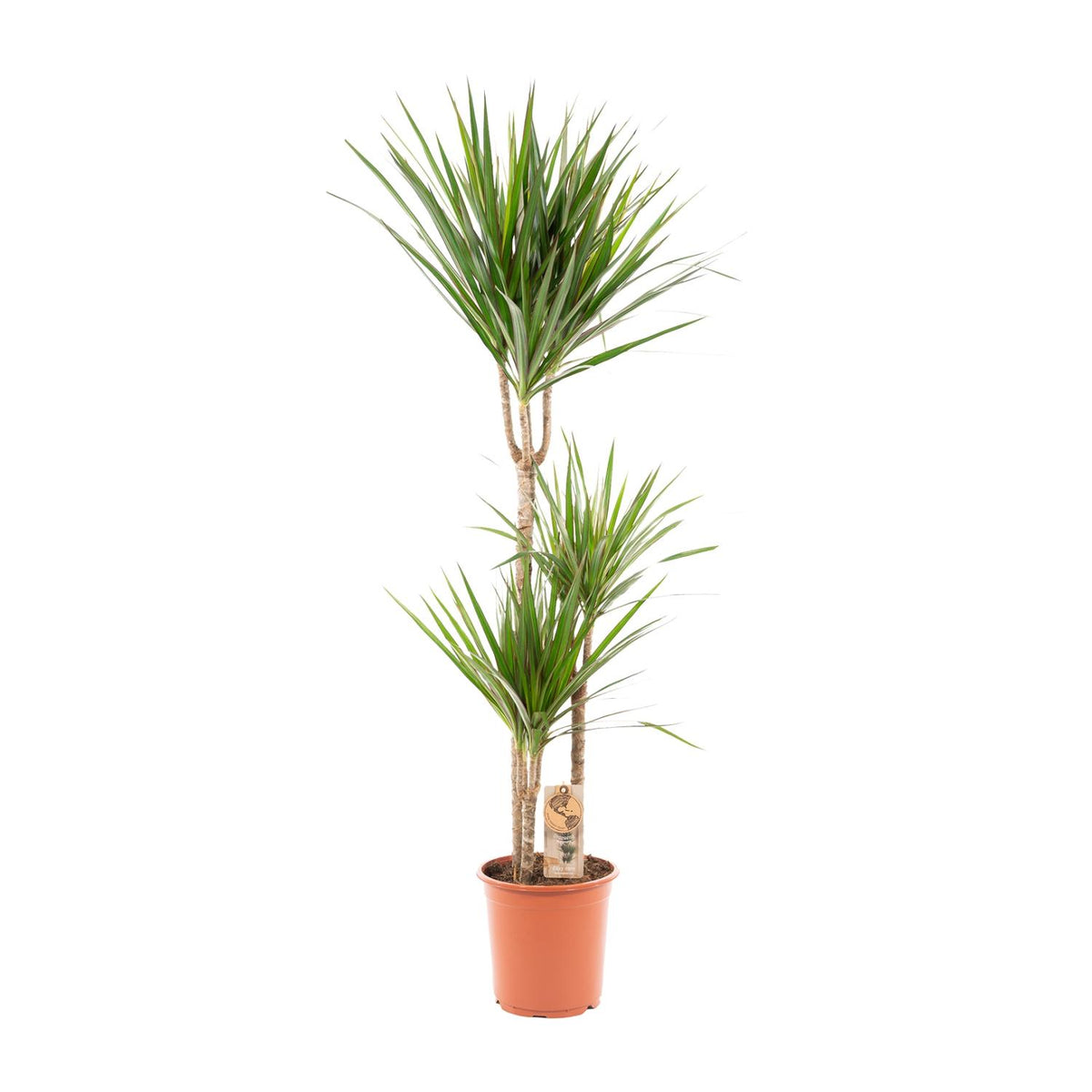 Dracaena marginata (arbre dragonnier) – Ø21 cm, 110 cm de haut