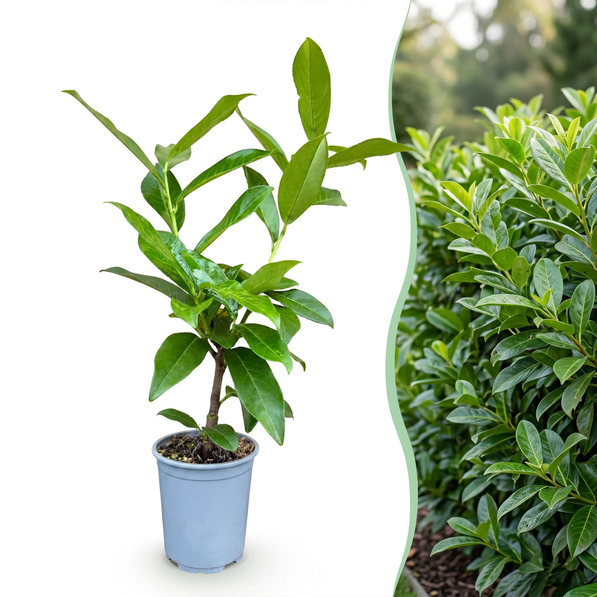 Prunus laurocerasus 'Novita' (Lorbeerries) – 16 Pflanzen, Ø9 cm, 25–35 cm hoch – Bild 3