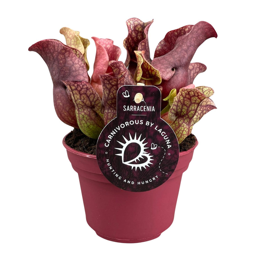 Sarracenia (plante-trompette) – Ø 12 cm, 20 cm de haut