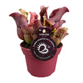 Sarracenia (plante-trompette) – Ø 12 cm, 20 cm de haut